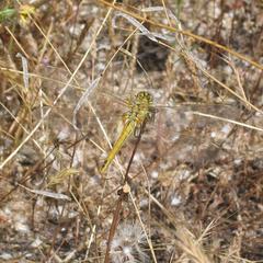 Sympetrum fonscolombii
