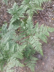 Pteridium pinetorum