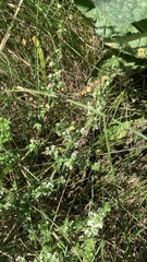 Galium humifusum