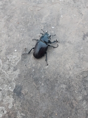 Lucanus cervus