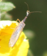 Raphidiidae