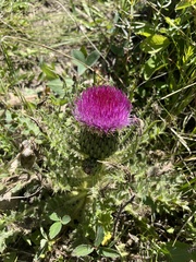 Cirsium drummondii