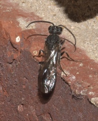 Myrmosidae
