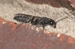Myrmosidae