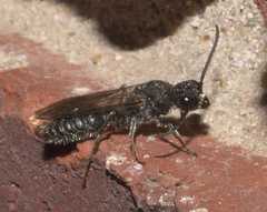 Myrmosidae