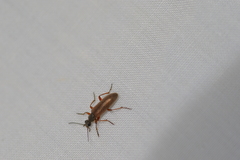 Eurygeniinae