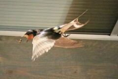 Hirundo rustica