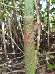 Montrichardia arborescens