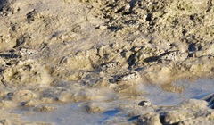 Cicindela tenuisignata