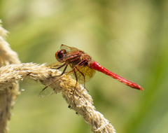 Sympetrum illotum