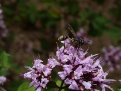 Physocephala rufipes