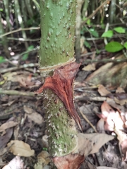 Montrichardia arborescens