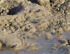 Cicindela tenuisignata