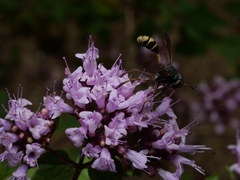 Physocephala rufipes