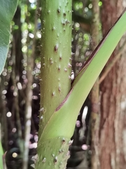 Montrichardia arborescens