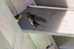 Hirundo rustica