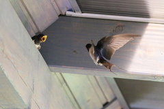 Hirundo rustica