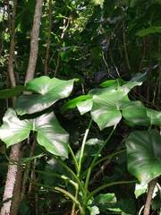 Montrichardia arborescens