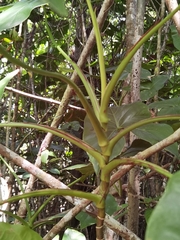 Montrichardia arborescens