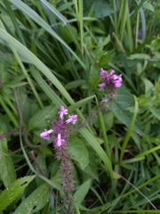 Stachys palustris