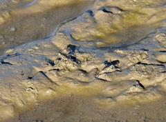 Cicindela tenuisignata