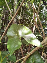 Montrichardia arborescens