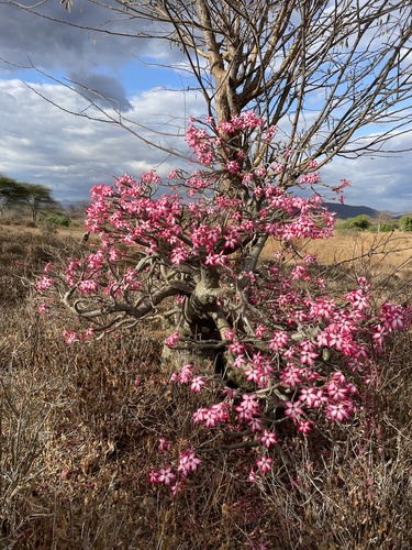 Adenium image