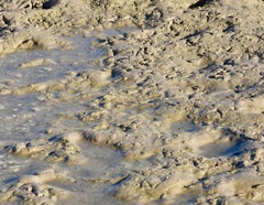 Cicindela tenuisignata