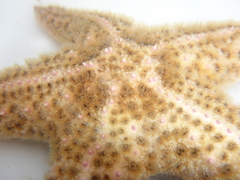 Pisaster brevispinus