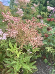 Filipendula rubra