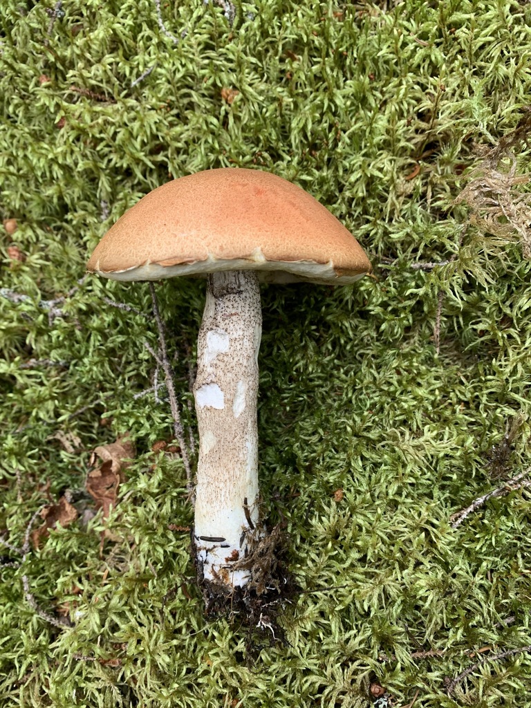 Leccinum subrobustum