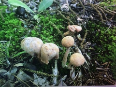 Laccaria laccata pallidifolia