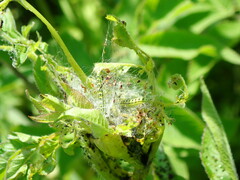 Depressaria chaerophylli