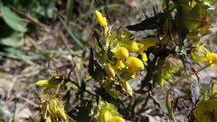 Rhinanthus glacialis