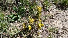 Rhinanthus glacialis