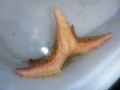 Pisaster brevispinus