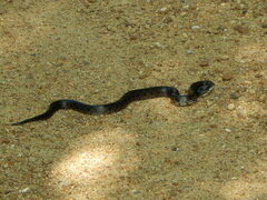 Lampropeltis