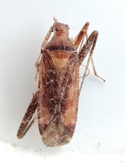 Phytocoris ulmi