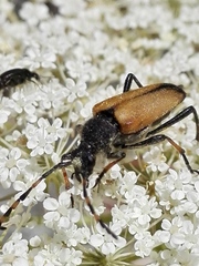 Cribroleptura otini