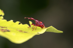 Strigapoderus