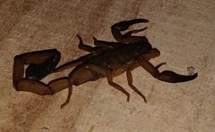 Centruroides limbatus