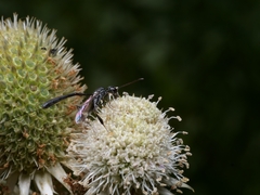 Gasteruption jaculator