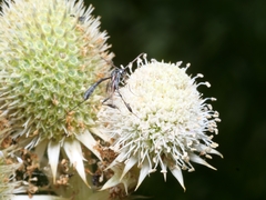 Gasteruption jaculator