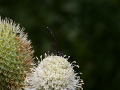 Gasteruption jaculator