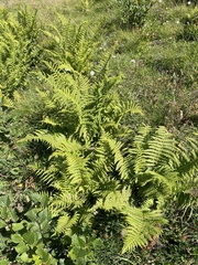 Oreopteris limbosperma