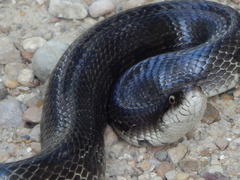 Lampropeltis