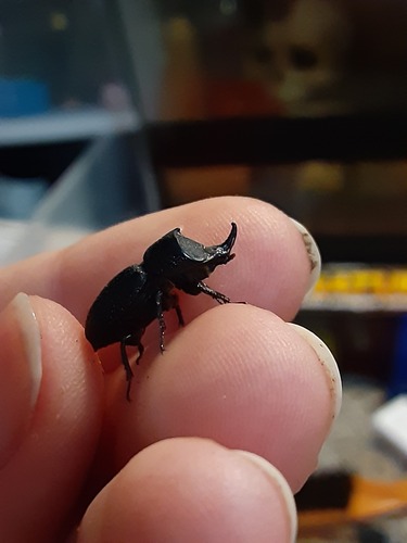 Rugose Stag Beetle photo 2