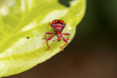Strigapoderus