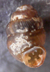 Vertigo substriata