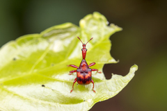Strigapoderus